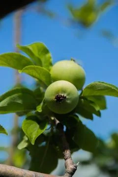 Green apples Stock Photos