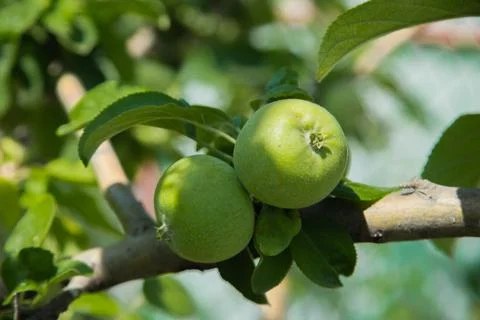 Green apples Stock Photos