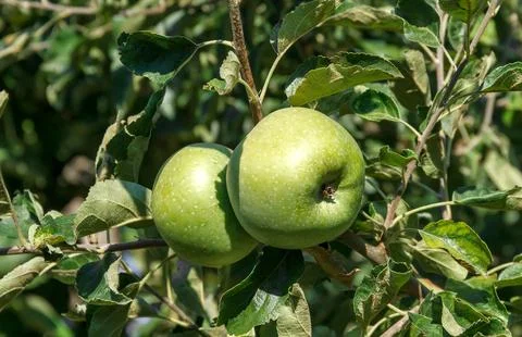 Green apples Stock Photos