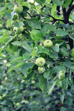 Green apples Stock Photos