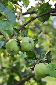 Green apples Stock Photos