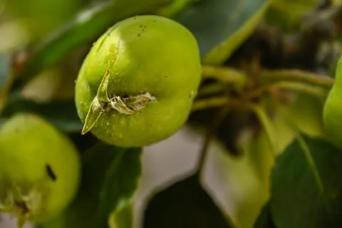 Green apples Stock Photos