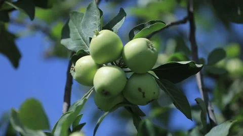 Green apples ripening on a tree branch in a sunny orchard during late summer Stock Footage 302946404