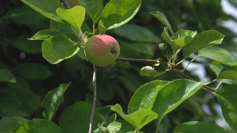 Green apples with ruddy pink side on a tree branch in the garden fluttering in Stock Footage 112951198