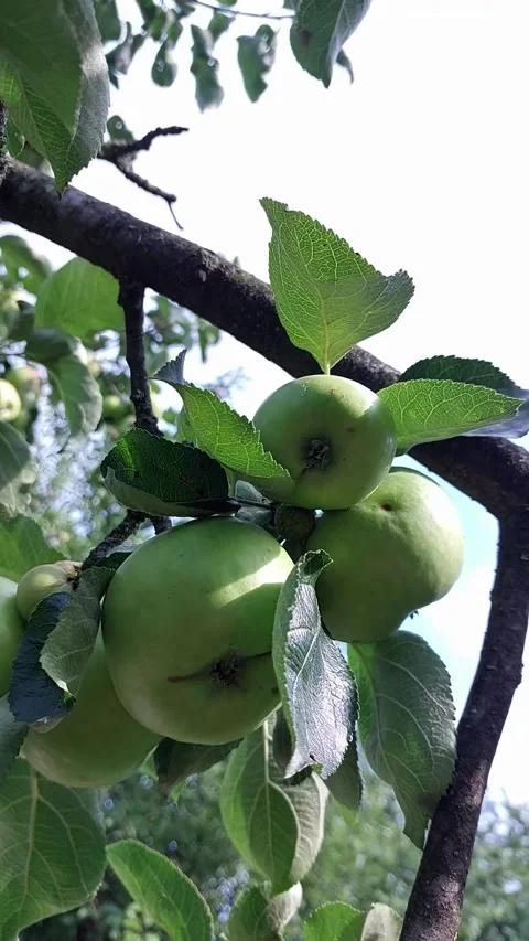 Green Apples Sway Gently on a Branch While Wind Passes Through the Orchard Stock Footage 345365084