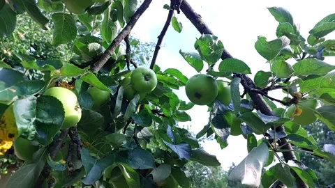 Green Apples Sway Gently on Branches Under a Bright Sky With a Gentle Breez.. Stock Footage 345365079