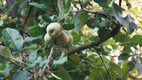 Green apples sway on a tree branch in wind Video stock 337211349