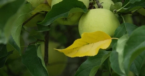 Green Apples on Tree 2 - 4K Slow Motion Vidéo 113109700