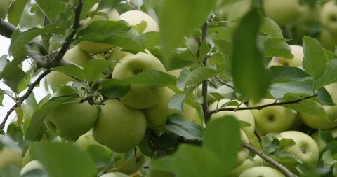 Green Apples on Tree 3 - 4K Slow Motion Stock Footage 113109701