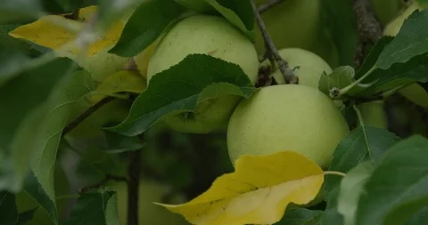 Green Apples on Tree - 4K Slow Motion Stock Footage 113109668