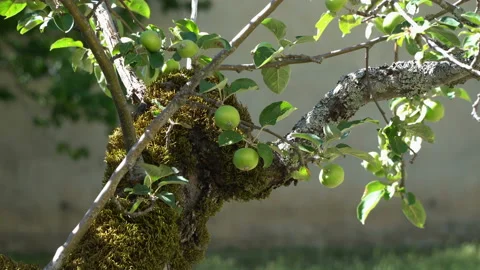 Green apples on a tree in a beautiful sun in the old garden. Stock Footage 106442487