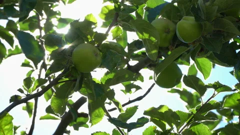 Green apples on a tree in a beautiful sun in the old garden. Stock Footage 106442661