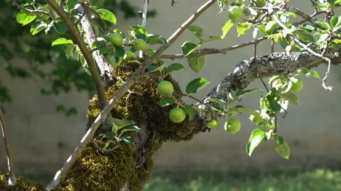 Green apples on a tree in a beautiful sun in the old garden. Stock Footage 106442729