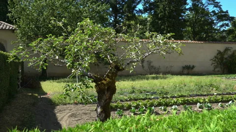 Green apples on a tree in a beautiful sun in the old garden. Stock Footage 106443072