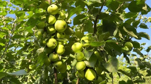Green apples on a tree branch in an apple orchard Stock Footage 246984573