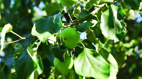 Green Apples on Tree Branch, Macro Stock Footage 47911547