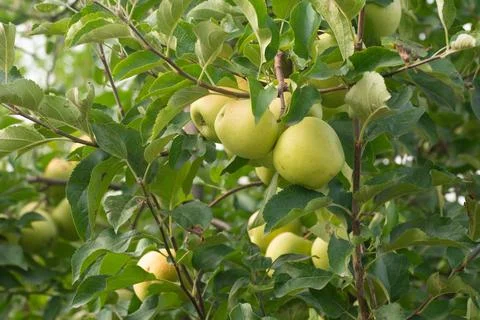Green apples on a tree branch Stock Photos