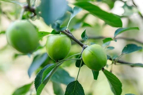 Green Apples on a Tree Branch Stock Photos