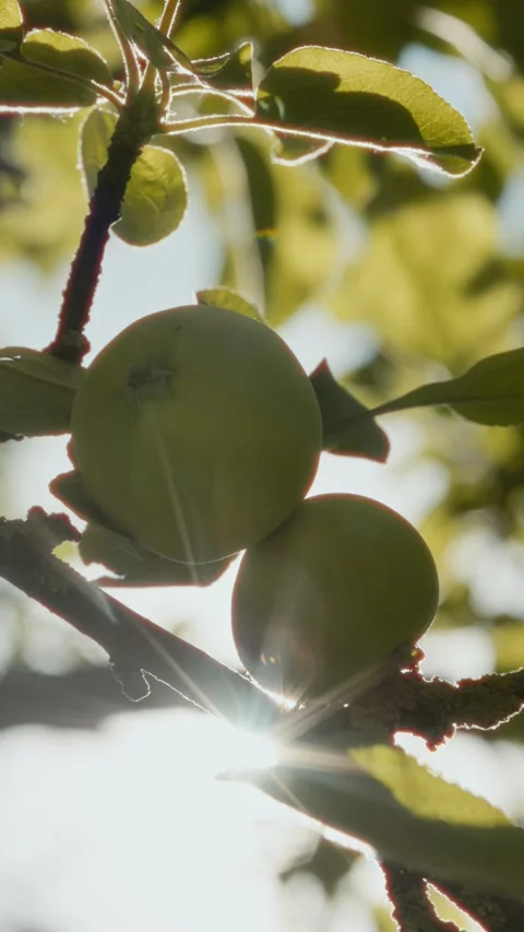 Green Apples on Tree Branch in Summer Sunlight Close Up. Healthy Food Concept Видео 346104665