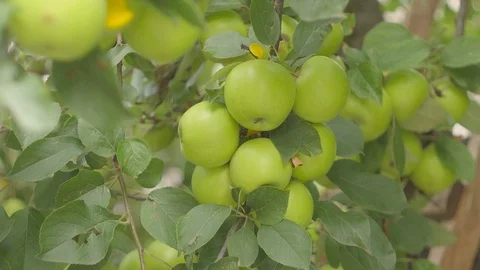 Green Apples on Tree Branches and Farmer Hand in a Farm Orchard. Видео 98853145