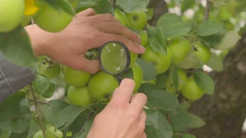 Green Apples on Tree Branches and Farmer Hand in a Farm Orchard. a farmer checks Video stock 98855154