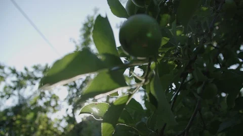 Green apples tree branches 動画素材 89530777