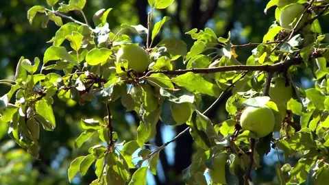 Green Apples on Tree Branches in the Garden Harvesting Organic Fruit Video stock 286950236