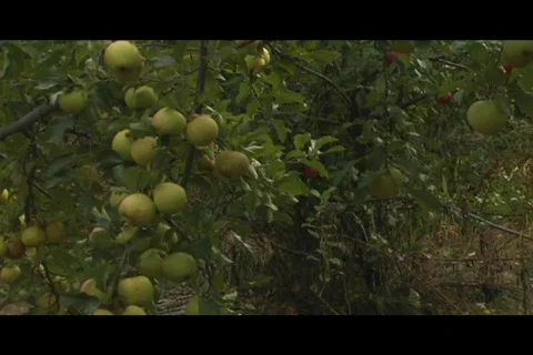 Green apples on tree Video stock 332610