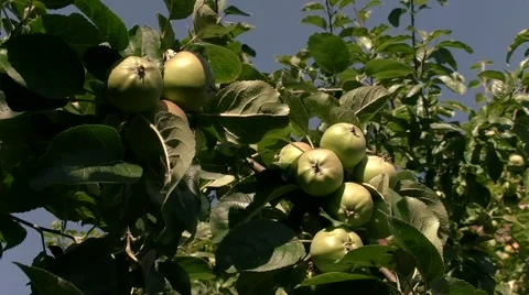 Green apples on the tree 動画素材 52298823
