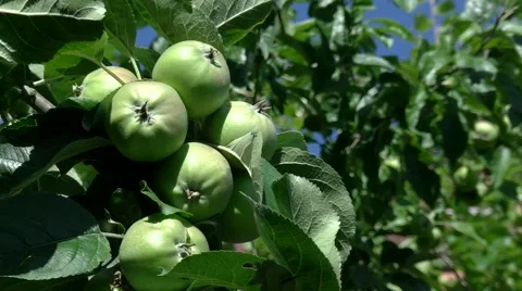 Green apples on the tree Stock Footage 52317122