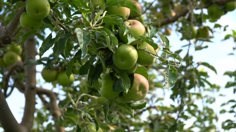 Green apples on tree Stock Footage 94110919