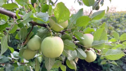 Green apples on a tree. Stock Footage 205939791