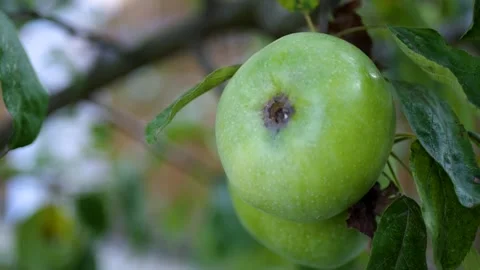 Green apples on a tree Stock Footage 270173269