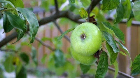 Green apples on a tree Stock Footage 270173270