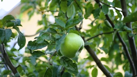 Green apples on a tree Stock Footage 270173271