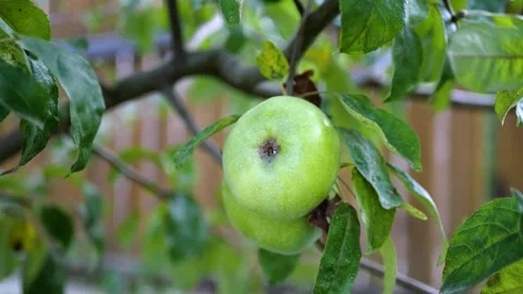Green apples on a tree Stock Footage 270173274