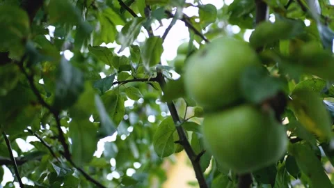 Green apples on a tree Stock Footage 270173277