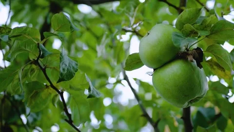 Green apples on a tree Stock Footage 270173278