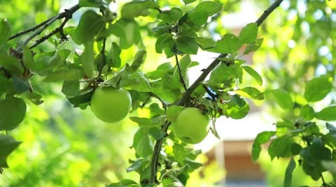 Green apples on a tree in the garden Stock Footage 54777541