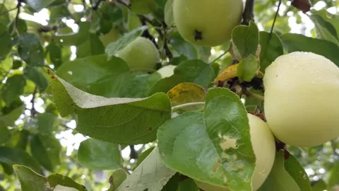 Green apples on a tree in the garden. Stock Footage 203219242