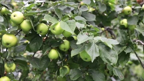 Green apples on tree in garden. Fresh healthy food concept Stock Footage 207763204