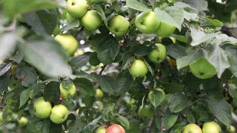 Green apples on tree in garden. Fresh healthy food concept Stock Footage 207763253
