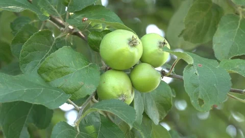 Green apples on tree in an orchard Видео 346408164