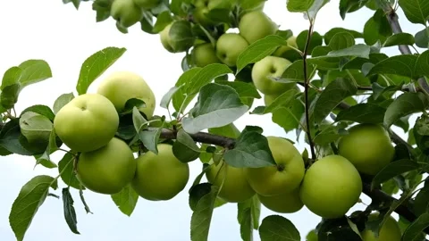 Green apples on tree in an orchard - Malus domestica - White Transparent.  Stock Footage 342599092