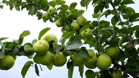 Green apples on tree in an orchard - Malus domestica - White Transparent.  Video stock 342599093
