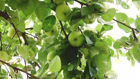 Green apples on the tree. organic fruit. beautiful apples ripen on a branch in Stock-Footage 106367650