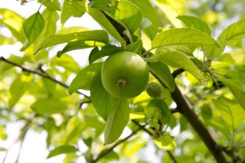 Green apples on the tree Stock Photos
