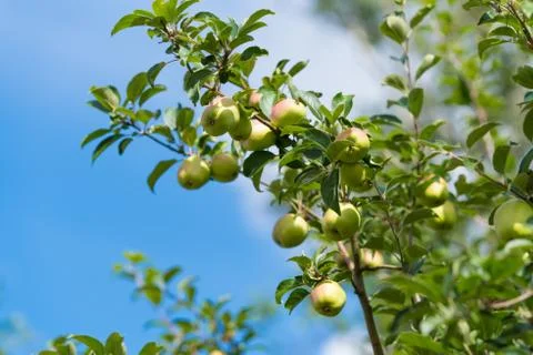Green apples on tree Stock Photos