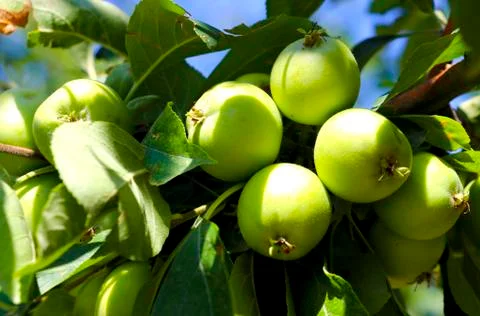 Green apples on a tree Stockfoto's
