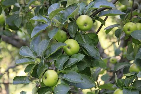Green Apples On Tree Stock Photos